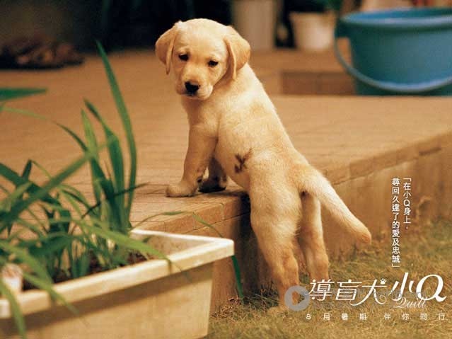 [导盲犬小Q][DVD-MKV][日语中字][豆瓣8.4分][1.3GB][2004]